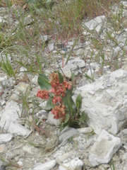 Rumex venosus
