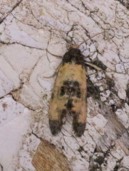 Neocochylis dubitana