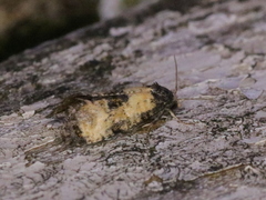 Neocochylis dubitana