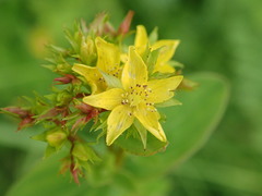 Hypericum tetrapterum