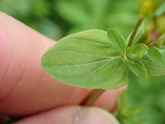 Hypericum tetrapterum