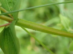 Hypericum tetrapterum