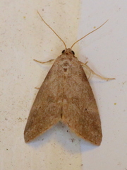 Hyperstrotia pervertens