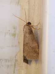 Hyperstrotia pervertens