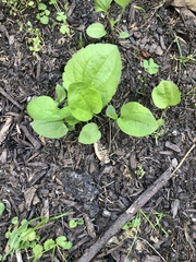 Smilax ecirrhata