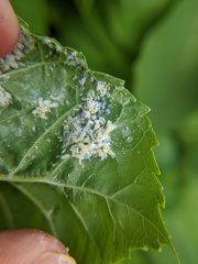 Prociphilus fraxinifolii