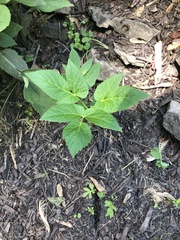 Apiaceae
