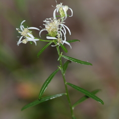 Sericocarpus linifolius