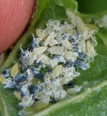 Prociphilus fraxinifolii