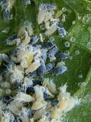 Prociphilus fraxinifolii