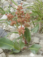 Rumex venosus