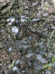 Palicourea boqueronensis