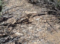 Aspidoscelis tigris tigris