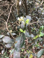 Palicourea boqueronensis