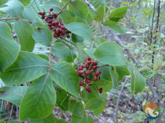 Zanthoxylum bijugum