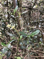 Palicourea boqueronensis