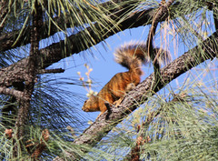 Sciurus nayaritensis