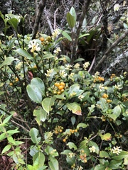 Palicourea boqueronensis