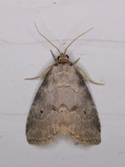 Hyperstrotia pervertens