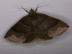 Parallelia bistriaris