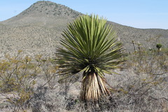 Yucca carnerosana