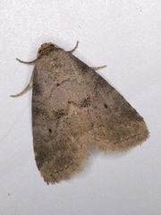 Hyperstrotia pervertens