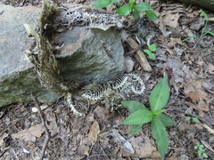 Nerodia sipedon sipedon