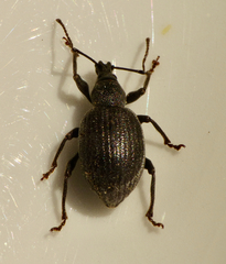 Otiorhynchus meridionalis