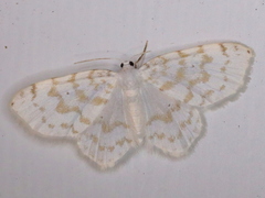 Hydrelia albifera