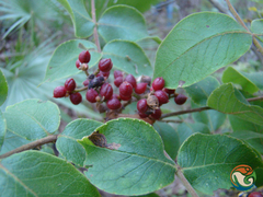 Zanthoxylum bijugum