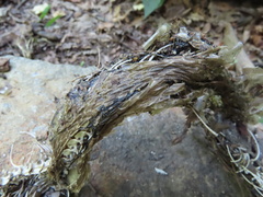 Nerodia sipedon sipedon