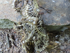 Nerodia sipedon sipedon