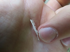 Nerodia sipedon sipedon