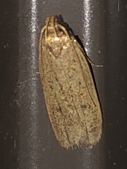 Autosticha kyotensis