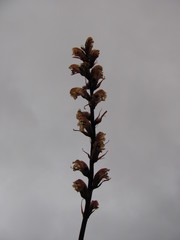 Orobanche minor