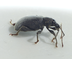 Otiorhynchus meridionalis
