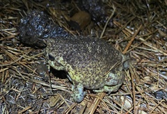 Breviceps gibbosus