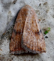 Micrathetis triplex