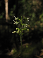 Cranichis diphylla