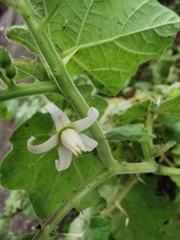 Solanum myriacanthum