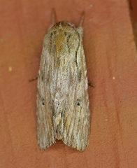 Spodoptera albula