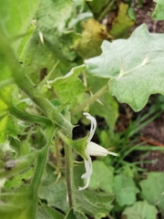 Solanum myriacanthum