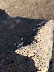 Platycerus marginalis