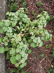 Solanum myriacanthum