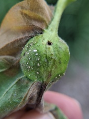 Andricus quercuspetiolicola