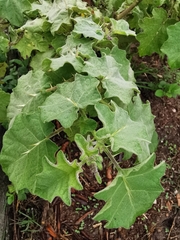 Solanum myriacanthum