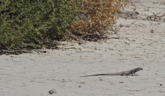 Aspidoscelis tigris tigris