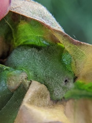 Andricus quercuspetiolicola