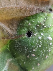 Andricus quercuspetiolicola