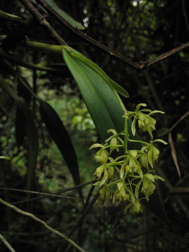 Epidendrum bivalve Lindl. 3
